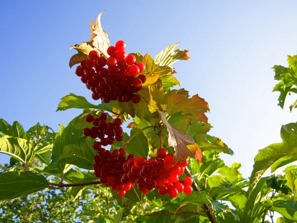 Bando escarlate de viburnum contra o céu azul no outono — Fotografia de Stock