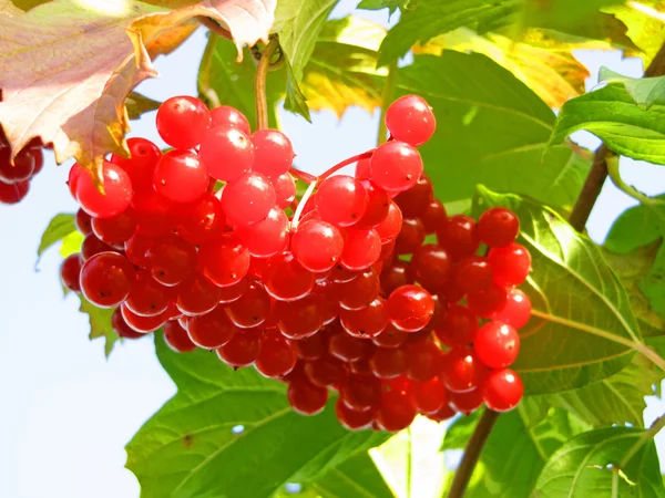 Scarlet massa viburnum mot den blå himlen i höst — Stockfoto