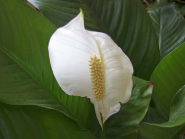 Spatifilyum (spatifilyum), çiçek 