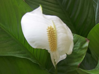 Spatifilyum (spatifilyum), çiçek 