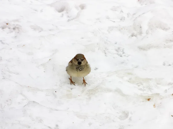 Sparrow na sněhu února — Stock fotografie