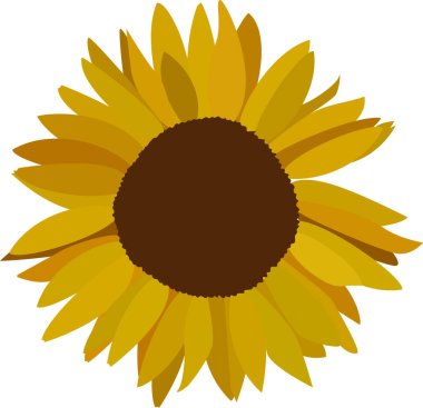 Beyaz arka planda tek bir ayçiçeği. Düz vektör illüstrasyonu.