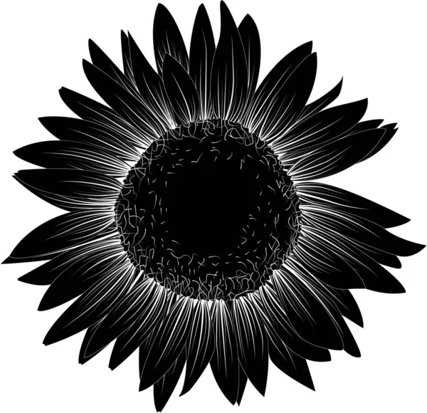 Black Sunflower Monochrome Vector Illustration Sunflower Isolated White Background — Stock Vector