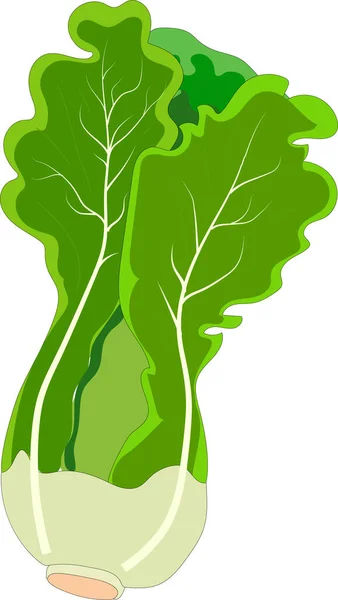 Illustrazione Vettoriale Insalata Verde Fresca Isolata Sfondo Bianco — Vettoriale Stock