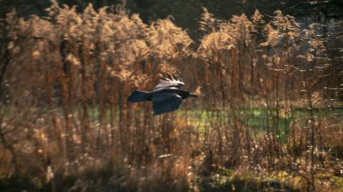 Kuzgun, çayırdaki leşin üzerinden uçar. Saha, karga.