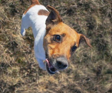 Jack Russell Teriyeri Serbest Düşük Açı Çalışıyor