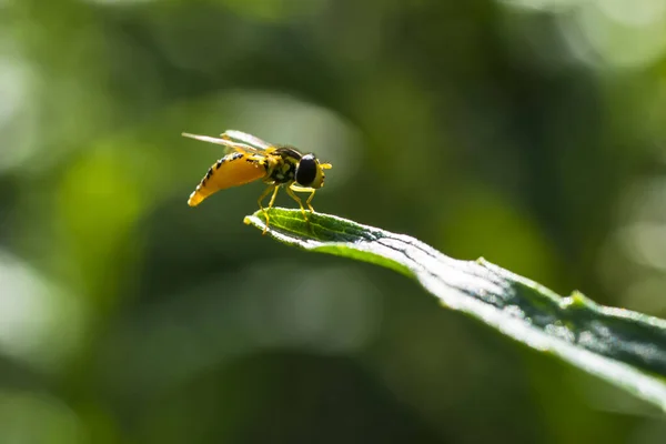 Northern Plushback Syrphid Fly Nature Trail — Stock Photo, Image