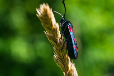 Vahşi çayır otları ve kelebekler ilkbaharda doğada makroda.
