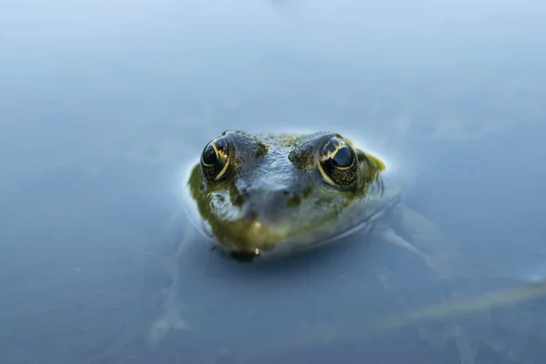 Kikker Groene Kikker Kijkt Uit Kikkerportret Het Water — Stockfoto