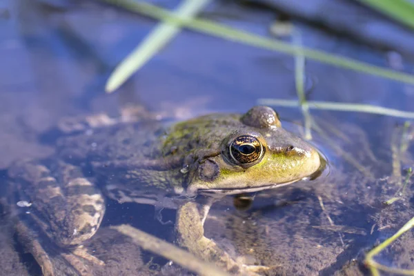 Groene Kikker Kijkt Uit Kikkerportret Het Water — Stockfoto