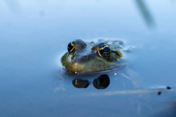 Macro Portret Van Moeraskikker — Stockfoto