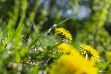 Sarı karahindiba çiçekli bahar tarlası
