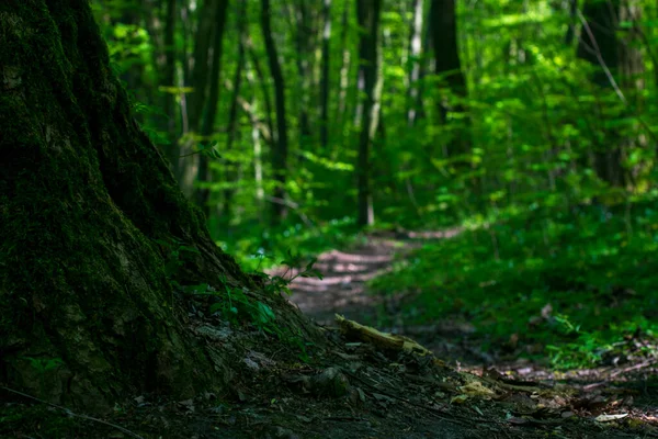 背景がぼやけた森の道と木 — ストック写真