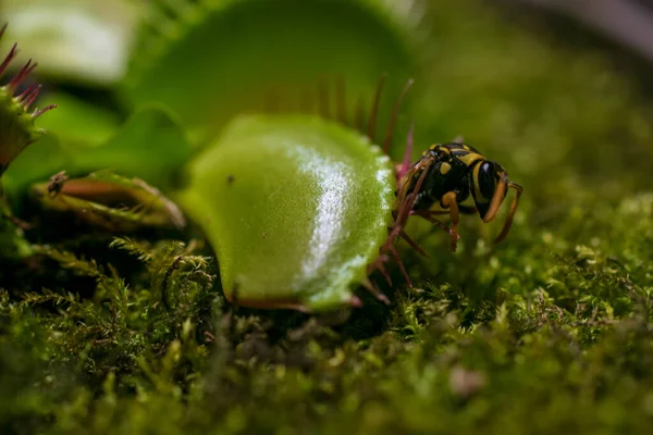 Primer Plano Mosca Pie Sobre Trampa Venus — Foto de Stock