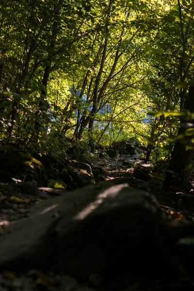 鬱蒼とした森の中の石畳 — ストック写真
