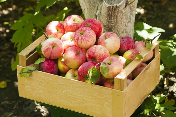 Melba apples are in a box. Apple harvest. A crate full of Melba apples stands in the garden. Harvesting