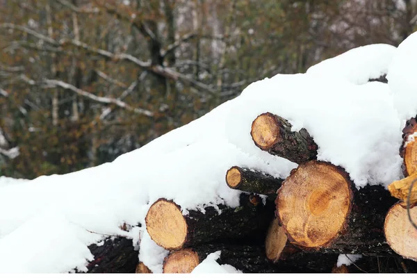 Wooden logs piled up covered with snow in the forest, pine woodpile cut after a winter snowfall in the countryside, close-up of a pile of pine trees cut and stacked in a snowy rural scene