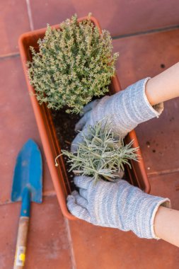 Bir evin terasındaki tencereye lavanta ve kekik eken kumaş eldivenli kadın ellerinin yakın çekimi. Ev işleri konsepti. Üst görünüm.