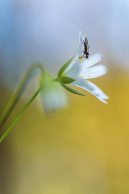 Böcekli bir rabelera çiçeğinin makro çekimi. Böcekli dikişotu..