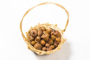 farklı meşe meşe palamutları topluluğu