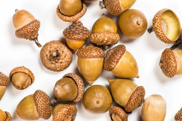 Collection of different oak acorns — Stock Photo, Image