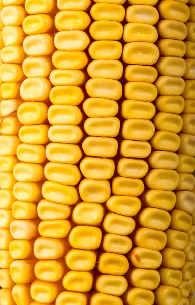 Sweet yellow corn cobs macro — Stock Photo, Image