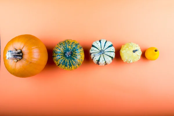 Pumpkins isolated on orange background — Stock Photo, Image