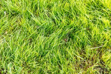 Yeşil Çimen Arkaplanı