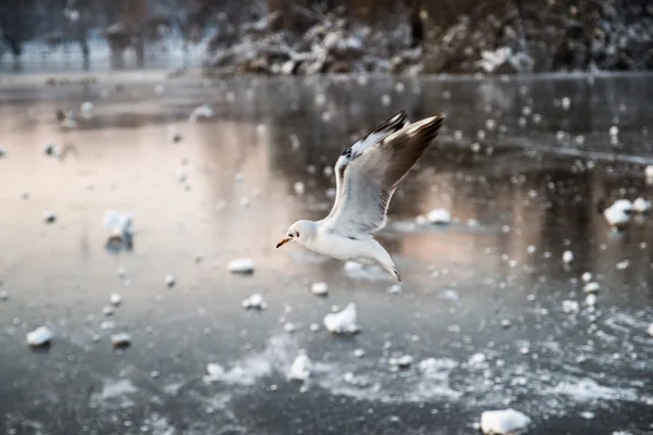 Seagull over a frozen lake in winter — Stock Photo, Image