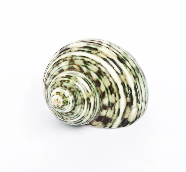 Seashell izole beyaz arka plan önünde
