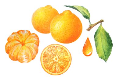 Turuncu elementler, izole edilmiş, portakal dilimleri, dal ve yapraklar, el çizimleri