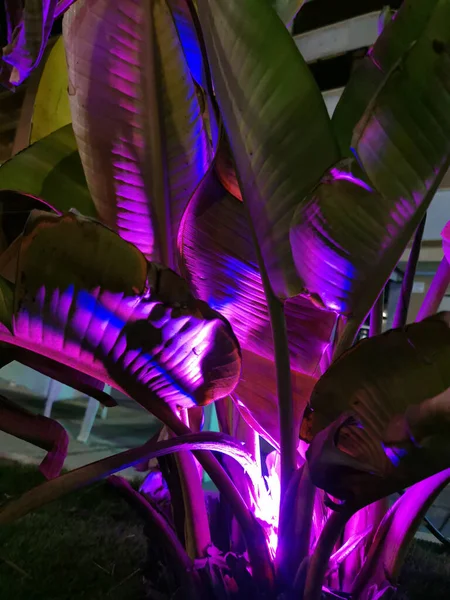 Dekoracyjne Oświetlenie Ogrodu Roślin Nocy Abstrakcyjne Tło — Zdjęcie stockowe
