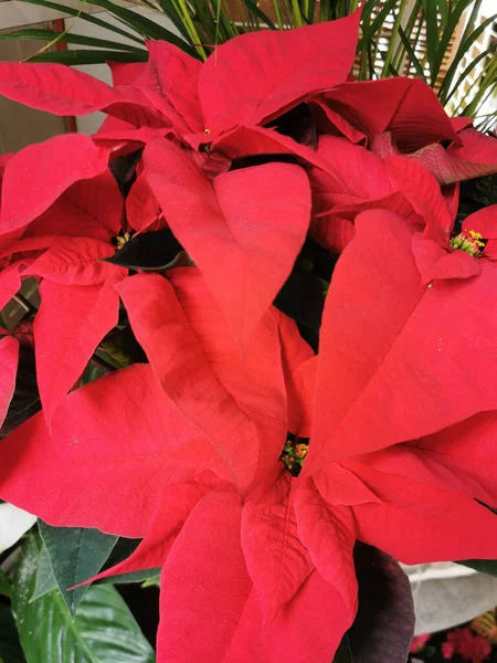 Flor Poinsettia Roja Euphorbia Pulcherrima Estrella Navidad Primer Plano — Foto de Stock