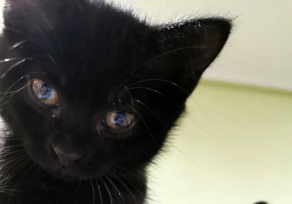 Schwarze Katze Schaut Von Oben — Stockfoto