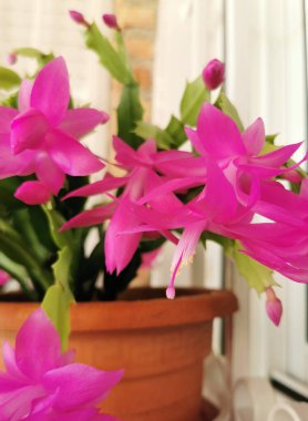 Güzel pembe Schlumbergera truncata, yaygın olarak Noel kaktüsü olarak bilinir.
