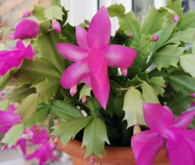 Güzel pembe Schlumbergera truncata, yaygın olarak Noel kaktüsü olarak bilinir.