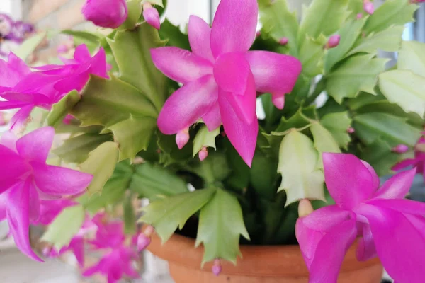 Güzel pembe Schlumbergera truncata, yaygın olarak Noel kaktüsü olarak bilinir.