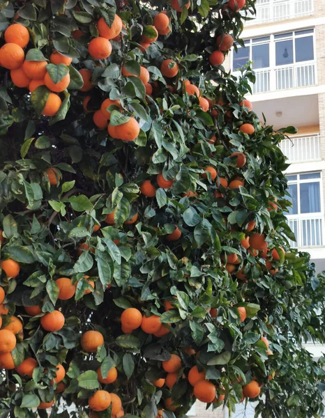 Apelsinträd Med Frukter Gatan Staden — Stockfoto