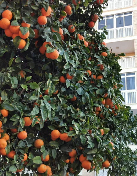 Laranjeira Com Frutas Rua Cidade — Fotografia de Stock