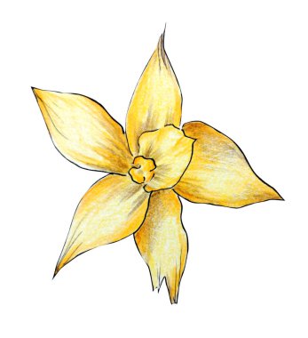 Vanilya çiçeği, suluboya kalemlerle bembeyaz arkaplanda izole edilmiş resimler.