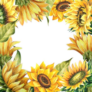 ayçiçeği çizim çerçevesi beyaz arkaplanda izole