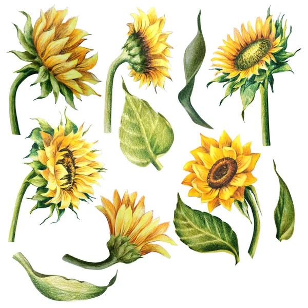 Girasoles Conjunto Flor Ilustración Dibujo Aislar Sobre Fondo Blanco Imágenes De Stock Sin Royalties Gratis