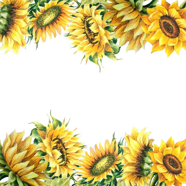 Sonnenblume Blume Illustration Rahmen Zeichnung Isolieren Auf Weißem Hintergrund Stockbild