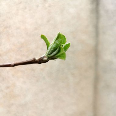 İlk bahar yapraklarını dalda bırakır.