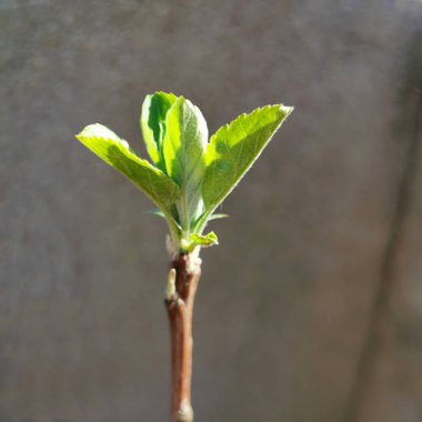 İlk bahar yapraklarını dalda bırakır.