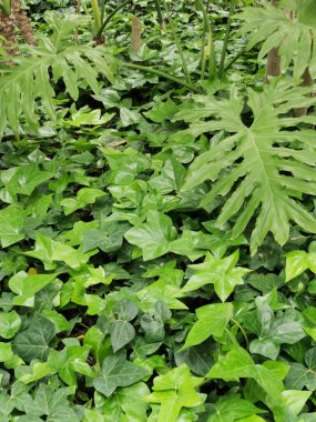 yeşil sarmaşık ve sarmaşık ile kaplanmış, bahçe arka planı, kopya alanı, metin yeri