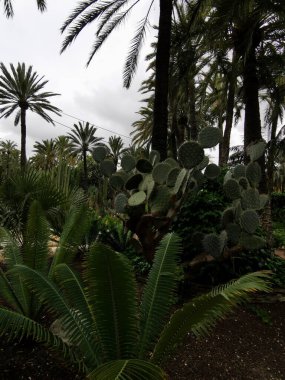 İspanya, Elche 'deki tropik bahçe. Huerta del cura peyzaj tasarımı parklar, kareler, tropikal arkaplan