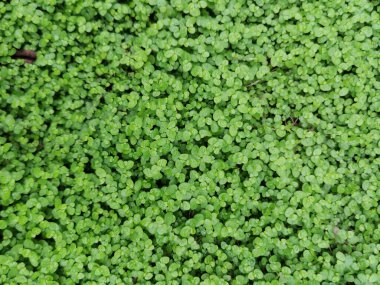 yeşil sarmaşık ve sarmaşık ile kaplanmış, bahçe arka planı, kopya alanı, metin yeri