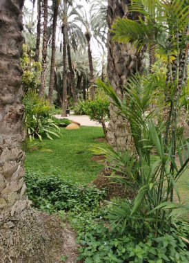 İspanya, Elche 'deki tropik bahçe. Huerta del cura peyzaj tasarımı parklar, kareler, tropikal arkaplan