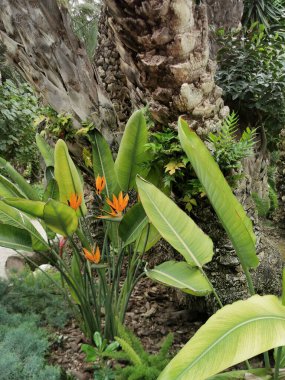 Cennet Kuşu Çiçeği (Strelitzia reginae) parktaki seçici odak noktasında
